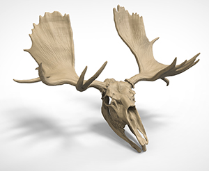 Moose Antler