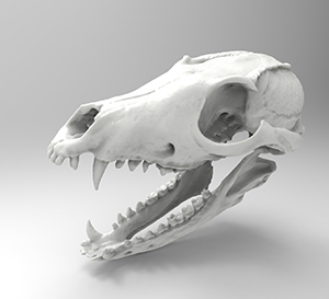 Fox Skull